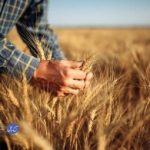 پیش بینی تولید 11 میلیون تن گندم در سال جاری