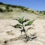 پیش‌بینی‌های لازم در خصوص خشکسالی انجام شده است