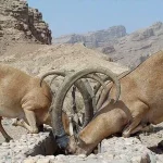 تلفاتی بابت گرمازدگی در منطقه هفتادقله اراک گزارش نشده است