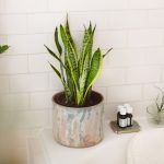 ۵ گیاه آپارتمانی اکسیژن ساز با روش نگهداری آسان