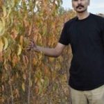 20میلیارد درامد از یک هکتار فقط با کاشت ترکیبی نهال گردو و بادام